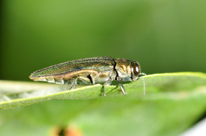 ashborer-leaf