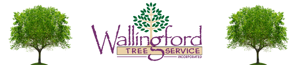 Wallingford Tree Service – Connecticut Tree Services